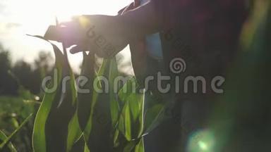 女孩农民用平板电脑监控庄稼，日落时的玉米地，慢动作视频。 把手举起来。
